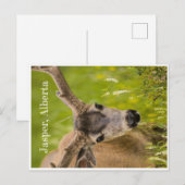 Carte postale Jasper (Devant / Derrière)