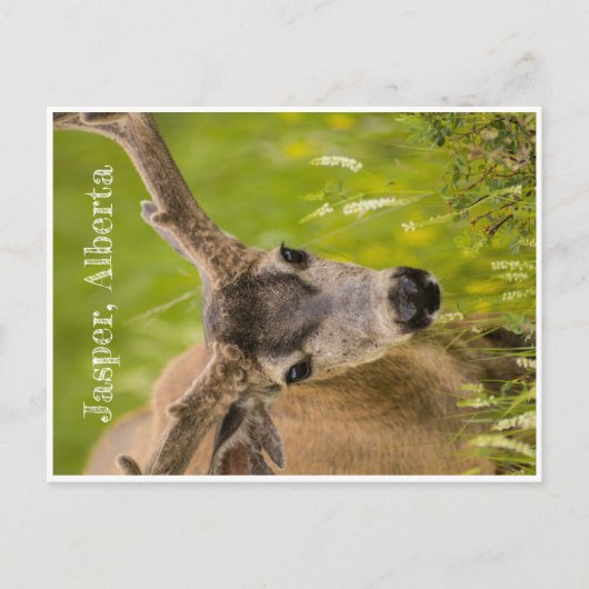 Carte postale Jasper (Devant)