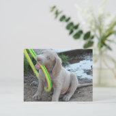 Carte Postale Jasper Get It (Debout devant)