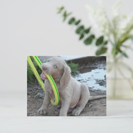 Carte Postale Jasper Get It (Debout devant)