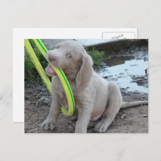 Carte Postale Jasper Get It (Devant / Derrière)