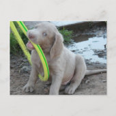 Carte Postale Jasper Get It (Devant)