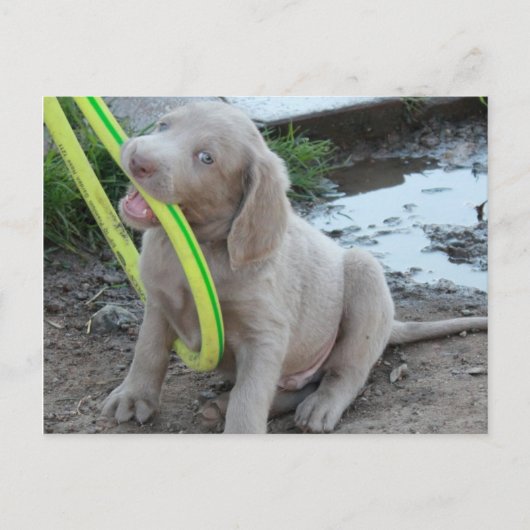 Carte Postale Jasper Get It (Devant)