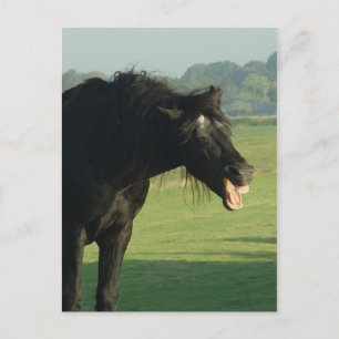 Carte Postale Jauge du cheval friésien