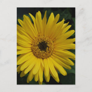 Carte postale Jaune