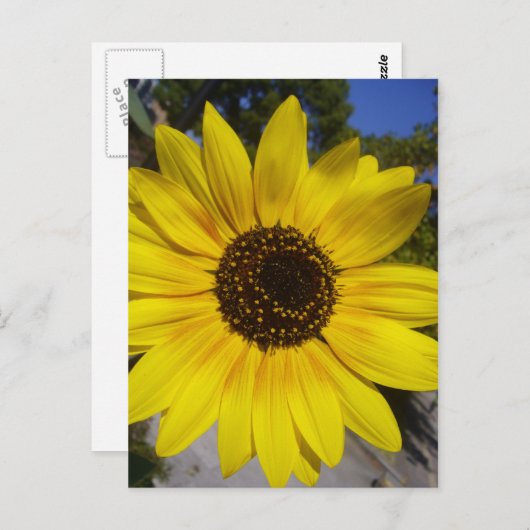 Carte Postale jaune (Devant / Derrière)