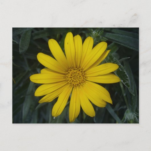 Carte Postale jaune clair (Devant)