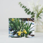 Carte Postale Jaune Daffodils fleurs dans la neige (Debout devant)