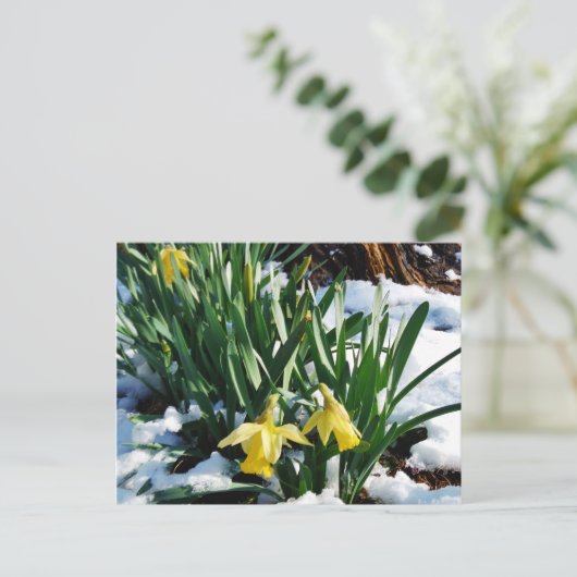 Carte Postale Jaune Daffodils fleurs dans la neige (Debout devant)