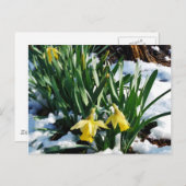 Carte Postale Jaune Daffodils fleurs dans la neige (Devant / Derrière)