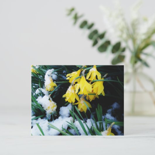 Carte Postale Jaune Daffodils fleurs dans la neige (Debout devant)