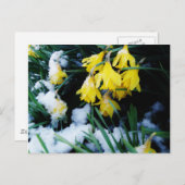 Carte Postale Jaune Daffodils fleurs dans la neige (Devant / Derrière)