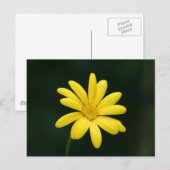 Carte postale Jaune Daisy (Devant / Derrière)
