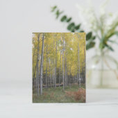 Carte Postale Jaune d'Aspen (Debout devant)