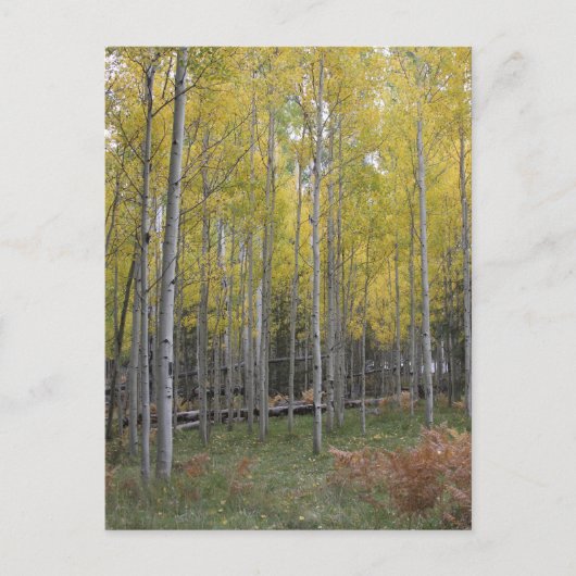 Carte Postale Jaune d'Aspen (Devant)