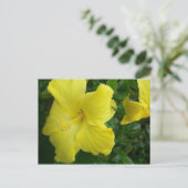 Carte postale jaune de ketmie (Debout devant)