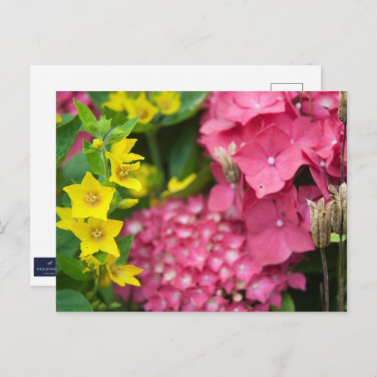 Carte Postale Jaune et rose (Devant / Derrière)