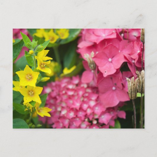 Carte Postale Jaune et rose (Devant)