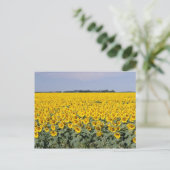 Carte Postale Jaune Golden field, fleur du Manitoba (Debout devant)