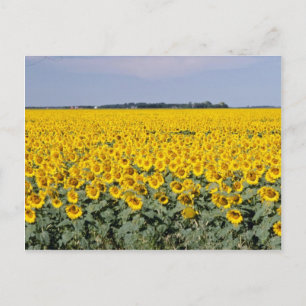 Carte Postale Jaune Golden field, fleur du Manitoba