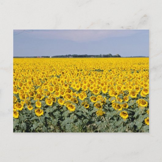 Carte Postale Jaune Golden field, fleur du Manitoba (Devant)