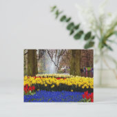 Carte Postale Jaune Keukenhof jardins, Amsterdam, Pays-Bas f (Debout devant)