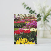 Carte Postale Jaune Keukenhof jardins, Amsterdam, Pays-Bas f (Debout devant)