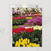 Carte Postale Jaune Keukenhof jardins, Amsterdam, Pays-Bas f (Devant / Derrière)