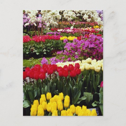Carte Postale Jaune Keukenhof jardins, Amsterdam, Pays-Bas f (Devant)
