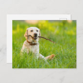 Carte Postale Jaune Labrador Joue Récupérer Avec Bâton (Devant / Derrière)