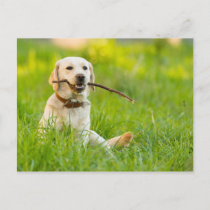 Carte Postale Jaune Labrador Joue Récupérer Avec Bâton