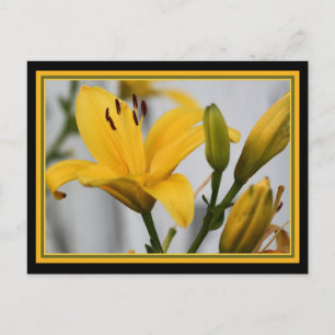 Carte Postale Jaune Lillies