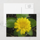 Carte postale jaune vif Marigold (Devant / Derrière)