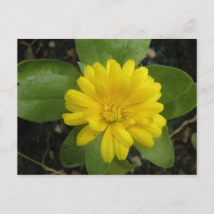 Carte postale jaune vif Marigold