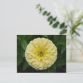 Carte postale Jaune Zinnia (Debout devant)