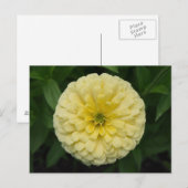 Carte postale Jaune Zinnia (Devant / Derrière)