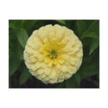 Carte postale Jaune Zinnia