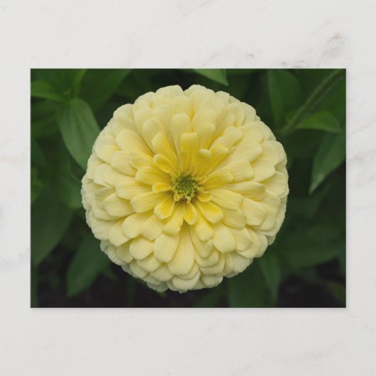 Carte postale Jaune Zinnia (Devant)