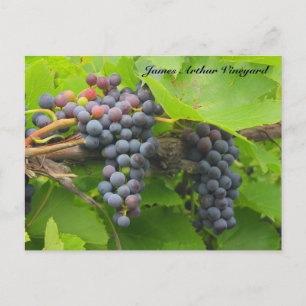 Carte Postale JAV St. Croix mauve raisins 2013 2n