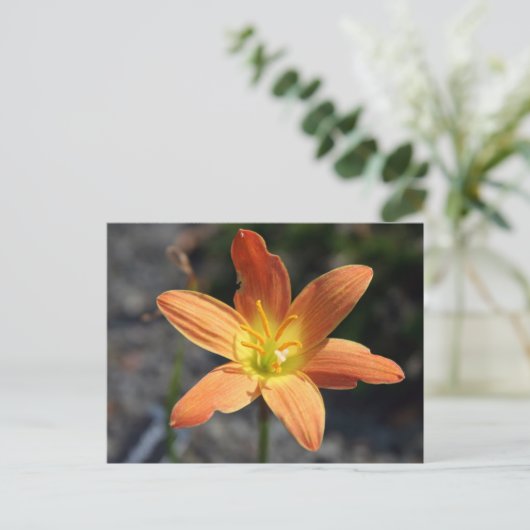 Carte postale Java (Debout devant)