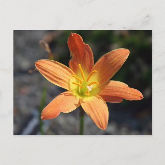 Carte postale Java (Devant)