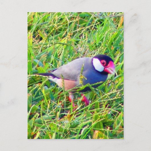 Carte Postale Java Bruant dans l'herbe à Hawaii (Devant)