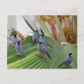 Carte postale Java Sparrows Hawaii (Devant)