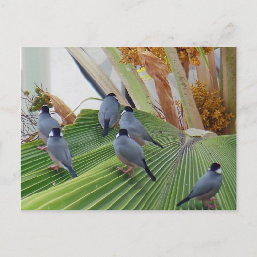 Carte postale Java Sparrows Hawaii (Devant)