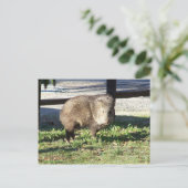 Carte Postale Javelina (Debout devant)