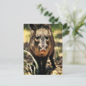 Carte Postale Javelina (Debout devant)