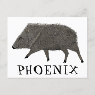 Carte Postale Javelina PHOENIX Désert Peccaire Animaux Sauvages 