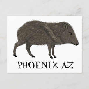 Carte Postale Javelina PHOENIX Désert Peccaire Animaux Sauvages 