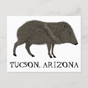 Carte Postale Javelina TUCSON Désert Peccaire Animale Sauvage Na