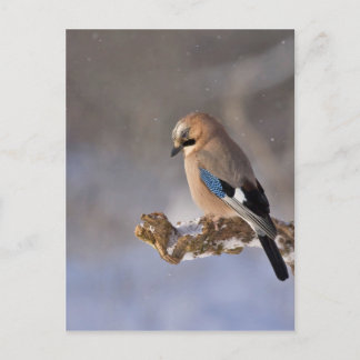 Carte Postale Jay Bird en hiver